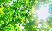 みどりの森からの木漏れ日画像 by 便利屋 よろず屋